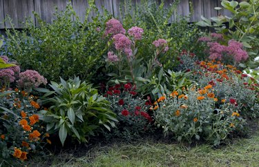 outdoor mums