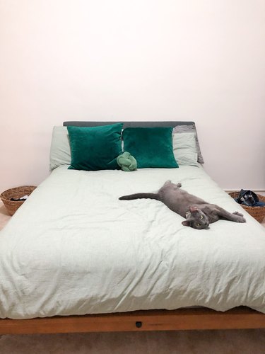 cat on bed with green pillows