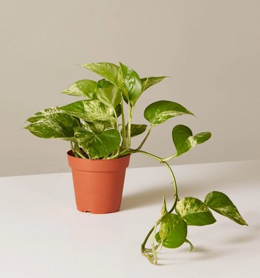Pothos plant at The Sill