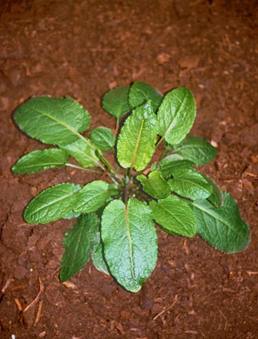 Broad-leaved dock.