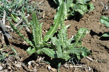 Canada thistle