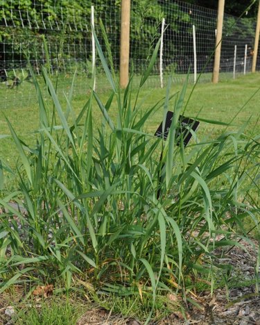 Quackgrass.