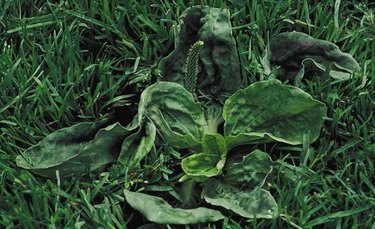 Broadleaf plantain