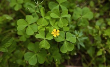 oxalis weed