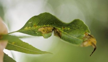 Ash leaf  with fungal infection.