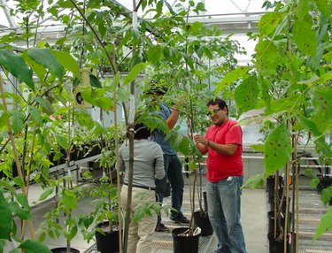 Selective propagation of disease-resistant ash trees.