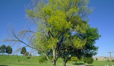 Ash tree dieback.