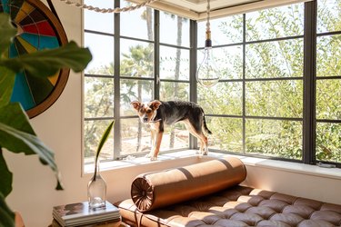 Dog on window ledge in living room