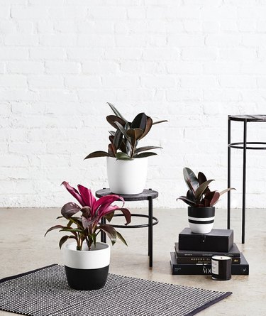 three plants in planters near a rug