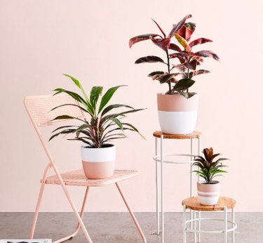 plants in planters, one on a pink chair