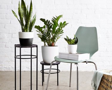 three plants in ceramic planters, one on a blue chair