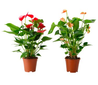 Anthurium, $7.99