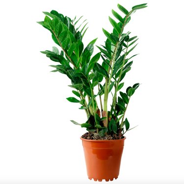 Zamioculcas, $9.99