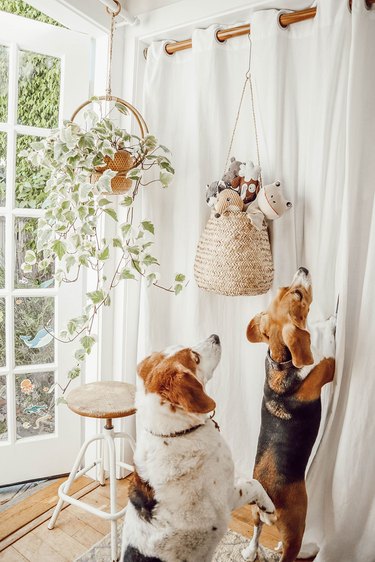 Bedroom with hanging dog toy storage and planters