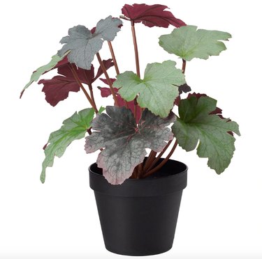 Faux Alumroot, $7.99