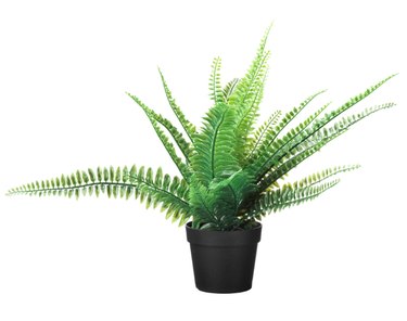 Faux Fern, $7.99