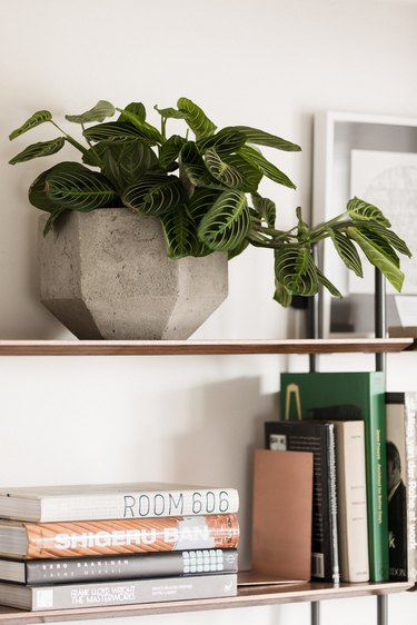 Plant on shelf
