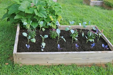 fall vegetables in raised garden bed