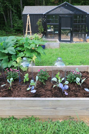 fall vegetables in glass cloches