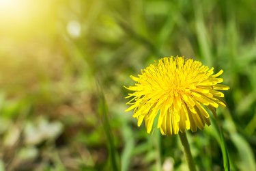 yellow dandelion