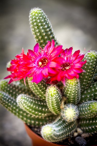 Cactus in bloom.