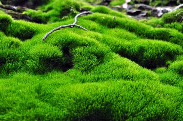 Green surface of moss