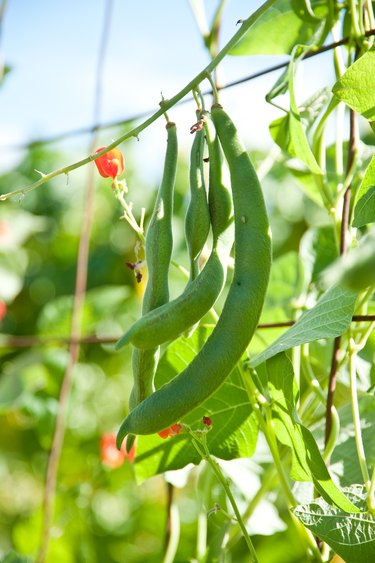 Green Beans