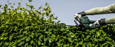 Hedge cutting with electrical trimmer