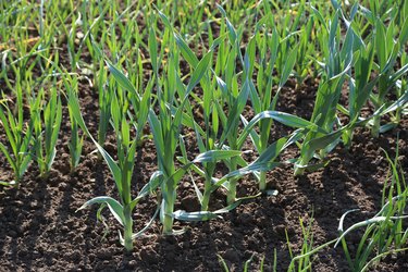 Garlic grows on the bed