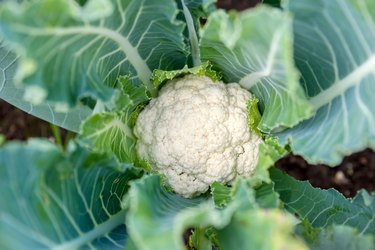 Cauliflower head  in natural conditions, close-up.
