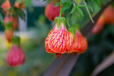 Abutilon × hybridum is a species name used for a wide variety of different types of flowering plants of uncertain origin in the genus Abutilon