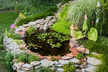 Backyard pond