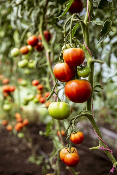 Close up of green and red tomatoes on a vine.