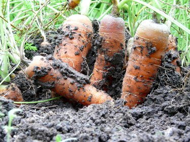 Close-Up Of Carrots Growing In Garden