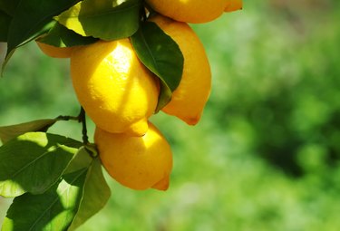 Close-Up Of Lemons Growing On Tree