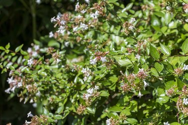 Glossy abelia, Abelia x grandiflora