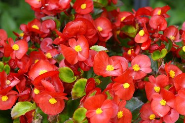 begonias hunker bloom