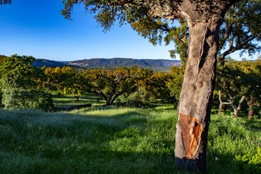 Cork oak at sunset