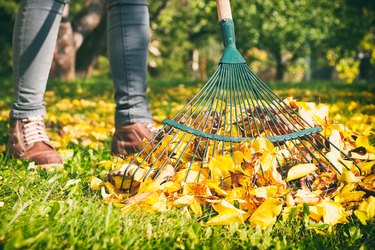 Gardener woman raking up autumn leaves in garden. Woman standing with rake.