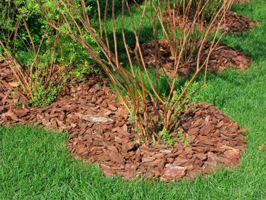 Mulch from bark of trees