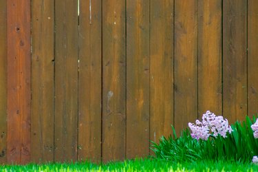 Pink Flowers on a Front Lawn With a Brown Fence in the Background