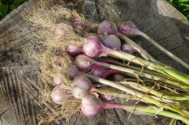 Fresh garlic harvest on a wooden stump