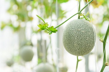 Melon fruit plant