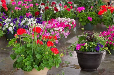 Geraniums and petunias