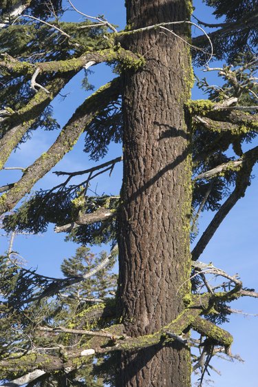 Pine tree with moss