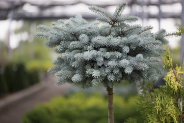 compact evergreen shrubs