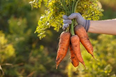 carrots in hands