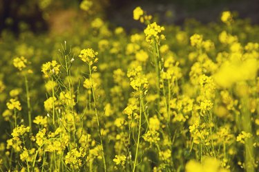 Yellow mustard field