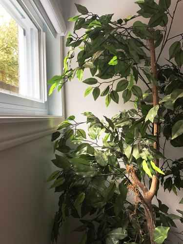 Plant by the Window