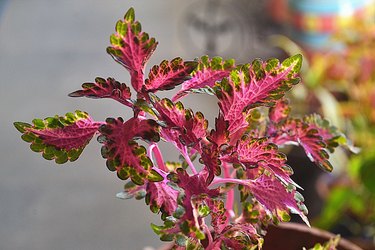 Close-up of coleus in the home balcony